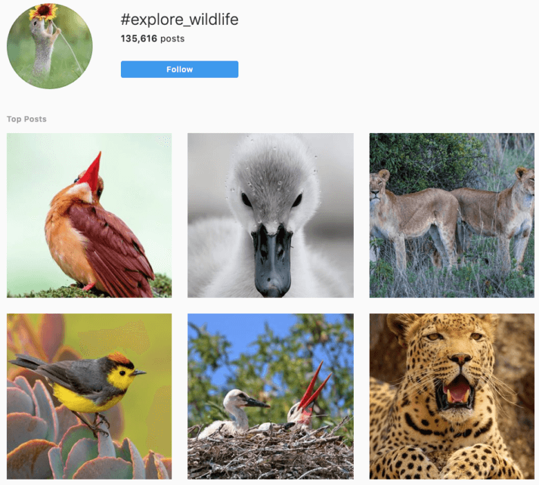 Explore wildlife hashtag